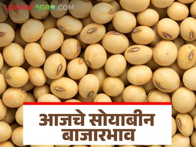 Soybean Bazaar Bhav: Yellow soybean arrivals highest; Read in detail how prices are being obtained | Soybean Bajar Bhav : पिवळा सोयाबीनची आवक सर्वाधिक; कसा मिळतोय दर ते वाचा सविस्तर Soybean Bazaar Bhav: Yellow soybean arrivals highest; Read in detail how prices are being obtained | Soybean Bajar Bhav : पिवळा सोयाबीनची आवक सर्वाधिक; कसा मिळतोय दर ते वाचा सविस्तर