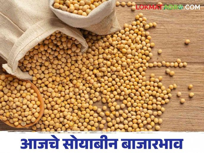 Soybean Bajar Bhav: What is the arrival of soybeans in Daryapur market; Read more about the price | Soybean Bajar Bhav : दर्यापूर बाजारात सोयाबीनची आवक किती; किती दर मिळाला ते वाचा सविस्तर