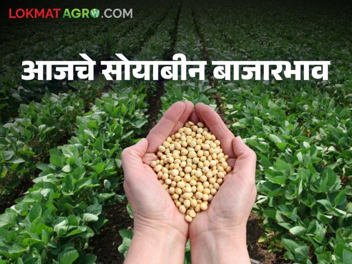 Soybean Bazaar Bhav: How much is the arrival of yellow soybeans; Read the price in detail | Soybean Bajar Bhav: पिवळ्या सोयाबीनची आवक किती; काय मिळाला दर ते वाचा सविस्तर