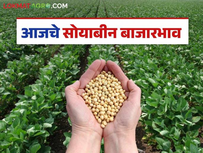 Soybean Bazaar Bhav: Soybean arrivals in the market committee have slowed down; Read in detail how the price was obtained | Soybean Bajar Bhav: बाजार समितीत सोयाबीनची आवक मंदावली; कसा मिळाला दर ते वाचा सविस्तर Soybean Bazaar Bhav: Soybean arrivals in the market committee have slowed down; Read in detail how the price was obtained | Soybean Bajar Bhav: बाजार समितीत सोयाबीनची आवक मंदावली; कसा मिळाला दर ते वाचा सविस्तर