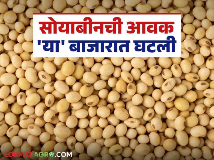 Soybean Bazaar Bhav : More arrivals of 'this' variety of soybean in Akola market; Read the price received in detail | Soybean Bajar Bhav : अकोला बाजारात सोयाबीनच्या 'या' जातीच्या आवक अधिक; काय मिळाला दर ते वाचा सविस्तर Soybean Bazaar Bhav : More arrivals of 'this' variety of soybean in Akola market; Read the price received in detail | Soybean Bajar Bhav : अकोला बाजारात सोयाबीनच्या 'या' जातीच्या आवक अधिक; काय मिळाला दर ते वाचा सविस्तर
