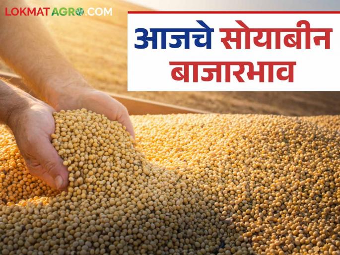 Soybean Bazaar Bhav: How much soybeans are arriving in the market; Read in detail how the prices are being obtained | Soybean Bajar Bhav : सोयाबीनची बाजारात आवक किती; कसा मिळतोय दर ते वाचा सविस्तर Soybean Bazaar Bhav: How much soybeans are arriving in the market; Read in detail how the prices are being obtained | Soybean Bajar Bhav : सोयाबीनची बाजारात आवक किती; कसा मिळतोय दर ते वाचा सविस्तर