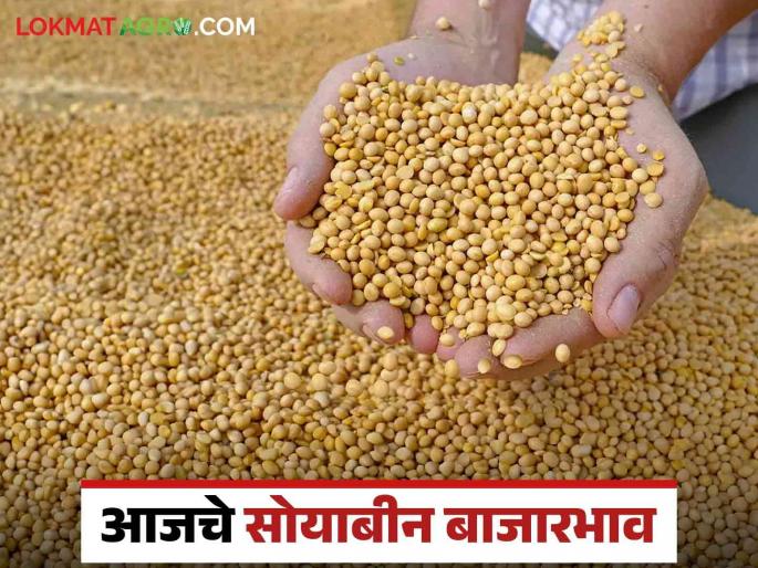 Soybean Bajar Bhav: Import of yellow soybeans is highest in the market committee of the state; Read the detailed rate | Soybean Bajar Bhav : राज्यातील बाजार समितीमध्ये पिवळा सोयाबीनची आवक सर्वाधिक ; 'हा' मिळाला दर वाचा सविस्तर Soybean Bajar Bhav: Import of yellow soybeans is highest in the market committee of the state; Read the detailed rate | Soybean Bajar Bhav : राज्यातील बाजार समितीमध्ये पिवळा सोयाबीनची आवक सर्वाधिक ; 'हा' मिळाला दर वाचा सविस्तर