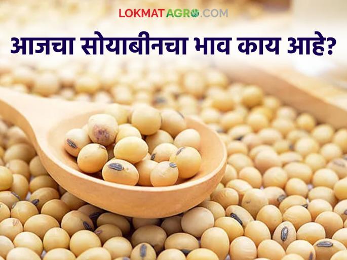 Soybean Bazaar Bhav : The arrival of 'this' variety of soybeans has increased in Anjangaon Surji Bazaar; Read the details of what was received and the price | Soybean Bajar Bhav : अंजनगाव सुर्जी बाजारात 'या' जातीच्या सोयाबीनची आवक वाढली; काय मिळाला दर ते वाचा सविस्तर Soybean Bazaar Bhav : The arrival of 'this' variety of soybeans has increased in Anjangaon Surji Bazaar; Read the details of what was received and the price | Soybean Bajar Bhav : अंजनगाव सुर्जी बाजारात 'या' जातीच्या सोयाबीनची आवक वाढली; काय मिळाला दर ते वाचा सविस्तर