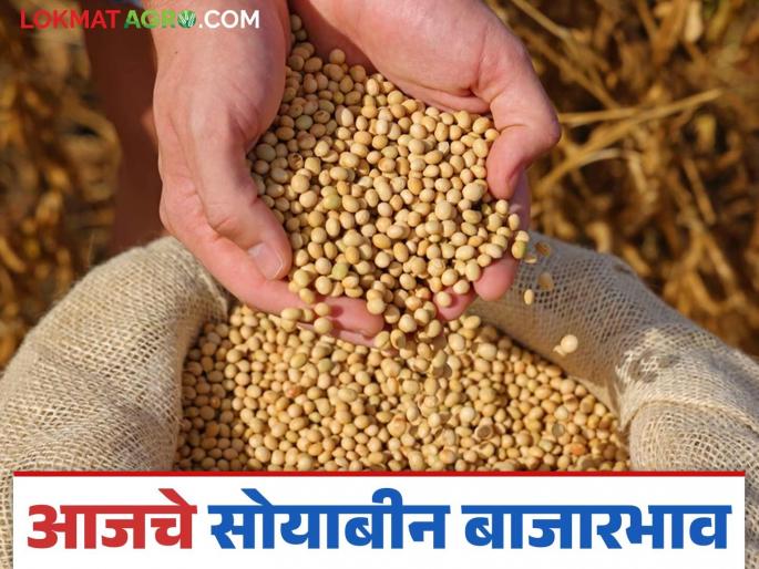 Soybean Bazaar Bhav: latest news Soybean arrivals fall; Read in detail what price was received | Soybean Bajar Bhav: सोयाबीन आवकेत घसरण; काय दर मिळाला ते वाचा सविस्तर