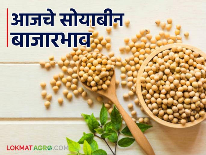 Soybean Bazaar Bhav: Soybean arrivals in the market increased; Read in detail how the price was obtained | Soybean Bajar Bhav : बाजारात सोयाबीन आवक वाढली; कसा मिळाला दर ते वाचा सविस्तर Soybean Bazaar Bhav: Soybean arrivals in the market increased; Read in detail how the price was obtained | Soybean Bajar Bhav : बाजारात सोयाबीन आवक वाढली; कसा मिळाला दर ते वाचा सविस्तर