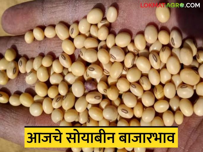 latest news Soybean Bajar Bhav: Record arrival in soybean market; Highest prices in Washim, Latur! | Soybean Bajar Bhav : सोयाबीन बाजारात विक्रमी आवक; वाशिम, लातूर येथे सर्वाधिक भाव!
