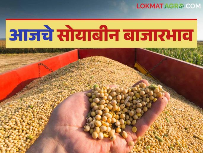 Soybean Bazaar Bhav: Yellow soybeans have the highest arrival in the market; Read in detail how the price was obtained | Soybean Bajar Bhav : पिवळ्या सोयाबीनची बाजारात सर्वाधिक आवक; कसा मिळाला दर ते वाचा सविस्तर Soybean Bazaar Bhav: Yellow soybeans have the highest arrival in the market; Read in detail how the price was obtained | Soybean Bajar Bhav : पिवळ्या सोयाबीनची बाजारात सर्वाधिक आवक; कसा मिळाला दर ते वाचा सविस्तर