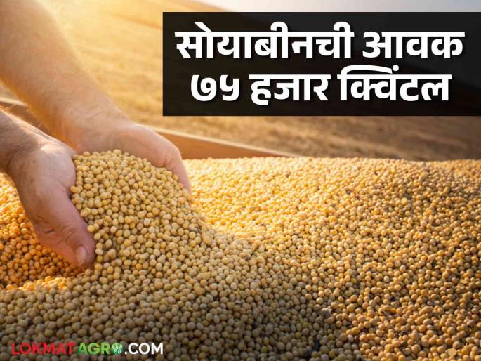 Soybean Bazaar Bhav: How much soybeans arrived in Ahilyanagar market; Read in detail how the price was obtained | Soybean Bajar Bhav : अहिल्यानगर बाजारात सोयाबीनची आवक किती; कसा मिळाला दर ते वाचा सविस्तर Soybean Bazaar Bhav: How much soybeans arrived in Ahilyanagar market; Read in detail how the price was obtained | Soybean Bajar Bhav : अहिल्यानगर बाजारात सोयाबीनची आवक किती; कसा मिळाला दर ते वाचा सविस्तर