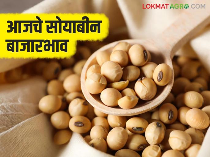 Soybean Bazaar Bhav: latest news How much yellow soybeans are arriving in the market; Read in detail how the price was obtained | Soybean Bajar Bhav: पिवळा सोयाबीनची बाजारात आवक किती; कसा मिळाला दर ते वाचा सविस्तर Soybean Bazaar Bhav: latest news How much yellow soybeans are arriving in the market; Read in detail how the price was obtained | Soybean Bajar Bhav: पिवळा सोयाबीनची बाजारात आवक किती; कसा मिळाला दर ते वाचा सविस्तर