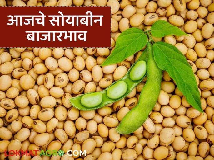 latest news Soybean Bajar Bhav : Arrivals in the soybean market decreased; Where did you get the highest price? | Soybean Bajar Bhav : सोयाबीन मार्केटमध्ये आवक घटली; कुठे मिळाला सर्वाधिक दर? latest news Soybean Bajar Bhav : Arrivals in the soybean market decreased; Where did you get the highest price? | Soybean Bajar Bhav : सोयाबीन मार्केटमध्ये आवक घटली; कुठे मिळाला सर्वाधिक दर?