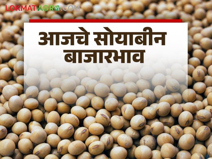 Soybean Market: latest news Sudden decline in soybean market; Read in detail how the price was obtained | Soybean Bajar Bhav: सोयाबीन बाजारात अवकेत घसरण; कसा मिळाला दर ते वाचा सविस्तर Soybean Market: latest news Sudden decline in soybean market; Read in detail how the price was obtained | Soybean Bajar Bhav: सोयाबीन बाजारात अवकेत घसरण; कसा मिळाला दर ते वाचा सविस्तर