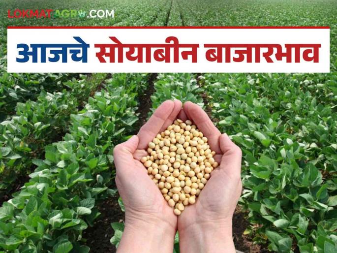 Soybean Bazaar Bhav: Soybean prices increase; Read in detail how the price was obtained | Soybean Bajar Bhav : सोयाबीनच्या दरात वाढ; कसा मिळाला दर ते वाचा सविस्तर Soybean Bazaar Bhav: Soybean prices increase; Read in detail how the price was obtained | Soybean Bajar Bhav : सोयाबीनच्या दरात वाढ; कसा मिळाला दर ते वाचा सविस्तर