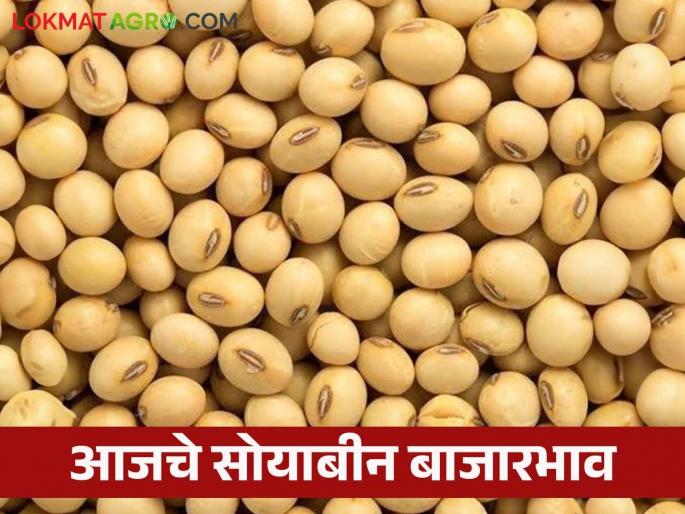Soybean Bajar Bhav : Highest arrival of soybeans in Dhad market | Soybean Bajar Bhav : धाडच्या बाजारात सोयाबीनची सर्वाधिक आवक; काय मिळाला भाव ते वाचा सविस्तर Soybean Bajar Bhav : Highest arrival of soybeans in Dhad market | Soybean Bajar Bhav : धाडच्या बाजारात सोयाबीनची सर्वाधिक आवक; काय मिळाला भाव ते वाचा सविस्तर