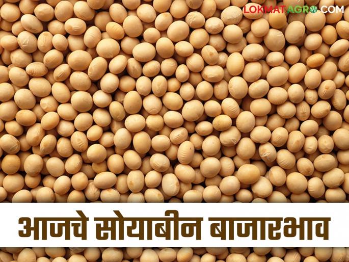 Soybean Bazaar Bhav: How much soybean arrivals are there; Read in detail how prices are being obtained | Soybean Bajar Bhav: सोयाबीनची आवक किती; कसा मिळतोय दर ते वाचा सविस्तर Soybean Bazaar Bhav: How much soybean arrivals are there; Read in detail how prices are being obtained | Soybean Bajar Bhav: सोयाबीनची आवक किती; कसा मिळतोय दर ते वाचा सविस्तर