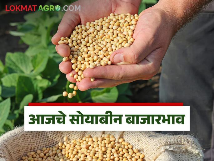 latest news Soybean Bajar Bhav : Where did soybean get the highest price today? Know the update | Soybean Bajar Bhav : सोयाबीनला आज कुठे मिळाला सर्वाधिक दर? जाणून घ्या अपडेट