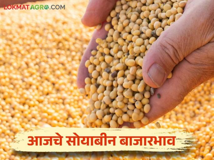 Soybean Bazaar Bhav: How much soybeans are arriving in Latur market; Read in detail how the prices are being obtained | Soybean Bajar Bhav : लातूर बाजारात सोयाबीनची आवक किती; कसा मिळतोय दर ते वाचा सविस्तर Soybean Bazaar Bhav: How much soybeans are arriving in Latur market; Read in detail how the prices are being obtained | Soybean Bajar Bhav : लातूर बाजारात सोयाबीनची आवक किती; कसा मिळतोय दर ते वाचा सविस्तर