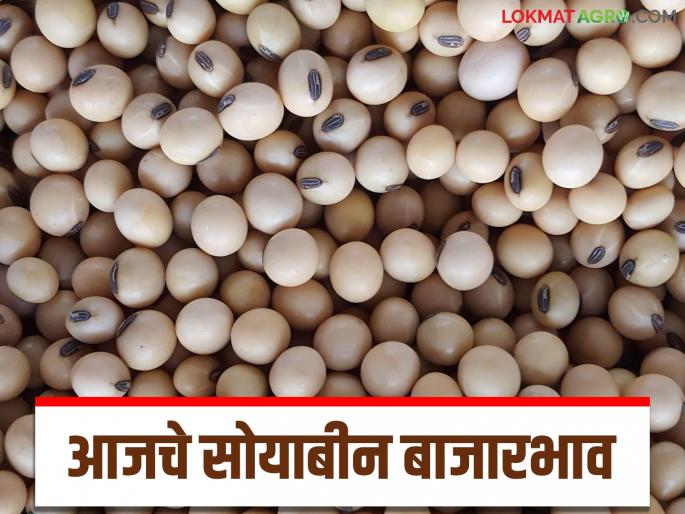 Soybean Bazaar Bhav: Decrease in soybean arrival; Read in detail how the price is being obtained | Soybean Bajar Bhav : सोयाबीनच्या आवकेत घट; कसा मिळतोय दर ते वाचा सविस्तर