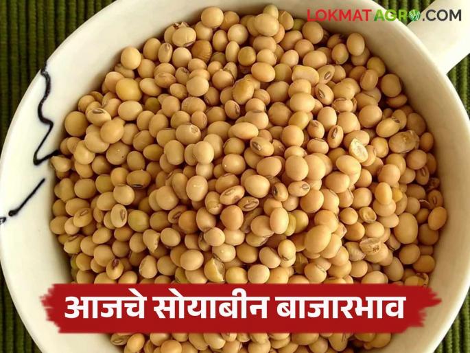 Soybean Bazaar Bhav: How much arrivals in Soybean Market Committee; Read in detail how the price was obtained | Soybean Bajar Bhav : सोयाबीन बाजार समितीमध्ये किती आवक; कसा मिळला दर ते वाचा सविस्तर Soybean Bazaar Bhav: How much arrivals in Soybean Market Committee; Read in detail how the price was obtained | Soybean Bajar Bhav : सोयाबीन बाजार समितीमध्ये किती आवक; कसा मिळला दर ते वाचा सविस्तर