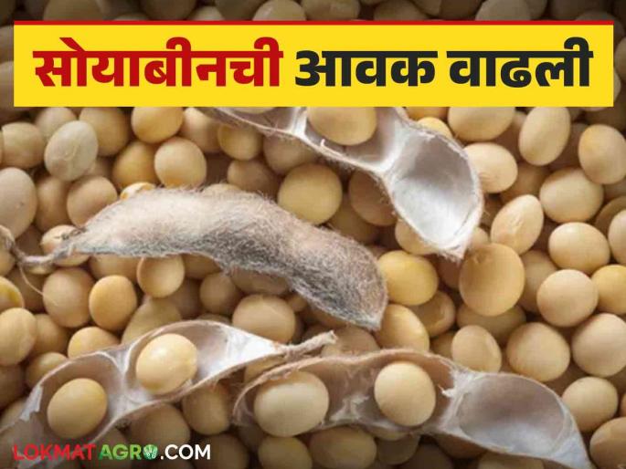 Soybean Bajar Bhav : Soybean arrivals increased in this market; Price is getting good read in detail | Soybean Bajar Bhav : सोयाबीनची आवक 'या' बाजारात वाढली; भाव मिळतोय चांगला वाचा सविस्तर Soybean Bajar Bhav : Soybean arrivals increased in this market; Price is getting good read in detail | Soybean Bajar Bhav : सोयाबीनची आवक 'या' बाजारात वाढली; भाव मिळतोय चांगला वाचा सविस्तर