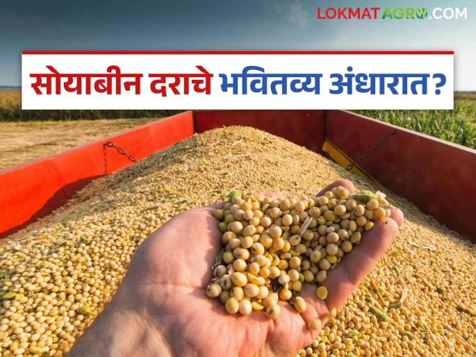 latest news Soybean Market: Impact of falling prices; Decrease in soybean arrivals in the market Read in detail | Soybean Market : पडत्या भावाचा फटका; बाजारात सोयाबीनच्या आवकेत घट वाचा सविस्तर latest news Soybean Market: Impact of falling prices; Decrease in soybean arrivals in the market Read in detail | Soybean Market : पडत्या भावाचा फटका; बाजारात सोयाबीनच्या आवकेत घट वाचा सविस्तर