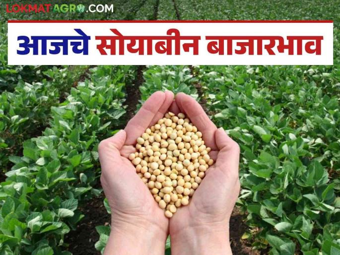Soybean Market: today's soybean market arrivals read in details | Soybean Bajar Bhav : सोयाबीनची आवक ५६ हजार क्विंटलवर; कसा मिळाला दर ते वाचा सविस्तर Soybean Market: today's soybean market arrivals read in details | Soybean Bajar Bhav : सोयाबीनची आवक ५६ हजार क्विंटलवर; कसा मिळाला दर ते वाचा सविस्तर