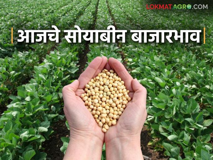 Soybean Bazaar Bhav: How much soybeans arrived in Sillod, Deoni Bazaar; Read in detail how the price was obtained | Soybean Bajar Bhav : सिल्लोड, देवणी बाजारात सोयाबीनची आवक किती; कसा मिळला दर ते वाचा सविस्तर Soybean Bazaar Bhav: How much soybeans arrived in Sillod, Deoni Bazaar; Read in detail how the price was obtained | Soybean Bajar Bhav : सिल्लोड, देवणी बाजारात सोयाबीनची आवक किती; कसा मिळला दर ते वाचा सविस्तर