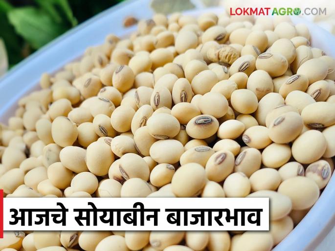Soybean Bazaar Bhav: Soybean prices are improving in the Kinwat market; Read in detail what prices are being obtained in other markets | Soybean Bajar Bhav : किनवट बाजारात सोयाबीनच्या दरात होतेय सुधारणा; इतर बाजारात काय भाव मिळतोय ते वाचा सविस्तर Soybean Bazaar Bhav: Soybean prices are improving in the Kinwat market; Read in detail what prices are being obtained in other markets | Soybean Bajar Bhav : किनवट बाजारात सोयाबीनच्या दरात होतेय सुधारणा; इतर बाजारात काय भाव मिळतोय ते वाचा सविस्तर