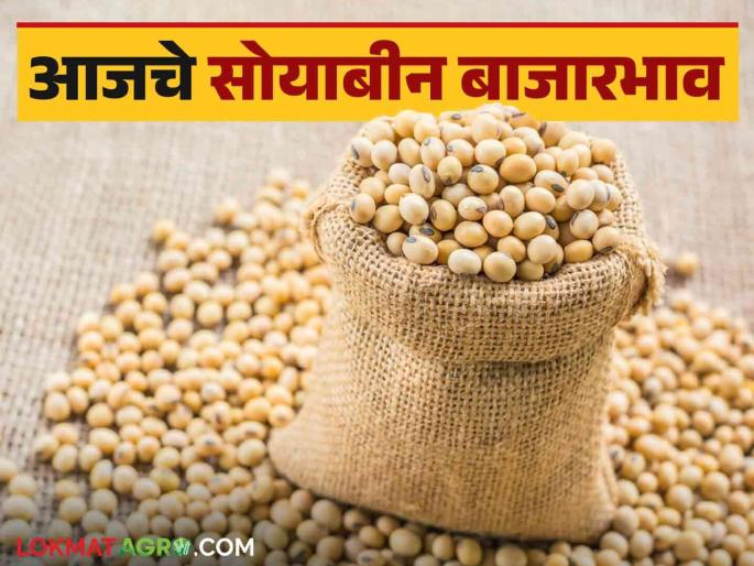 Soybean Bajar Bhav : Inflow of these variety of soybeans increased in the market; Read in detail what you got | Soybean Bajar Bhav : सोयाबीनच्या 'या' जातीची आवक बाजारात वाढली; काय मिळाला दर ते वाचा सविस्तर Soybean Bajar Bhav : Inflow of these variety of soybeans increased in the market; Read in detail what you got | Soybean Bajar Bhav : सोयाबीनच्या 'या' जातीची आवक बाजारात वाढली; काय मिळाला दर ते वाचा सविस्तर
