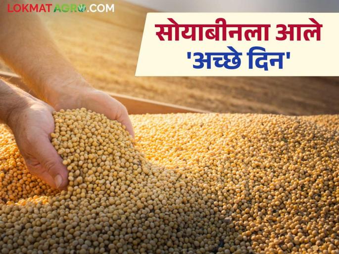 Soybean Market Update: latest news Soybean prices are improving after six months; Read the reason in detail | Soybean Market Update: सहा महिन्यांनी सोयाबीनच्या दरात होतेय सुधारणा; काय आहे कारण वाचा सविस्तर Soybean Market Update: latest news Soybean prices are improving after six months; Read the reason in detail | Soybean Market Update: सहा महिन्यांनी सोयाबीनच्या दरात होतेय सुधारणा; काय आहे कारण वाचा सविस्तर