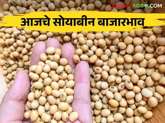 Soybean Bajar Bhav : Highest arrival of soybeans in Amravati market; Read the detailed price of what you got | Soybean Bajar Bhav : अमरावतीच्या बाजारात सोयाबीनची सर्वाधिक आवक; काय मिळाले भाव ते वाचा सविस्तर Soybean Bajar Bhav : Highest arrival of soybeans in Amravati market; Read the detailed price of what you got | Soybean Bajar Bhav : अमरावतीच्या बाजारात सोयाबीनची सर्वाधिक आवक; काय मिळाले भाव ते वाचा सविस्तर