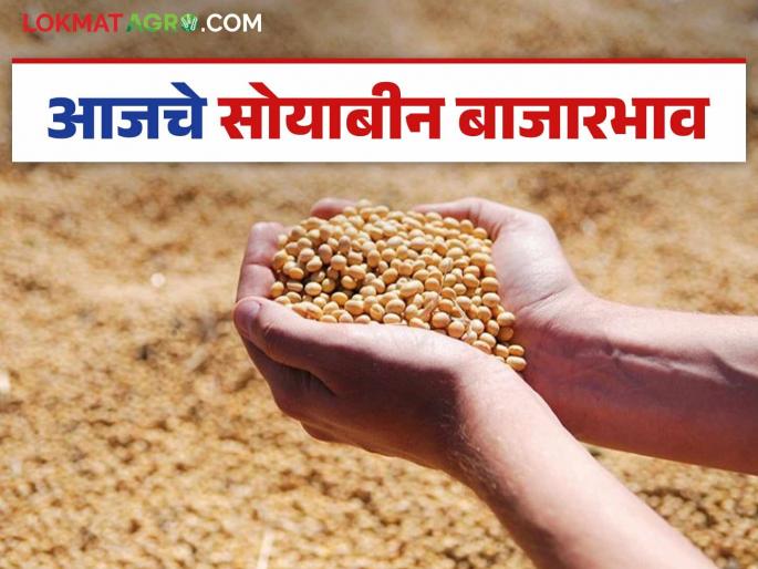 Soybean Bazaar Bhav: How much soybeans arrived in Latur market; Read in detail how the price was obtained | Soybean Bajar Bhav : लातूर बाजारात सोयाबीनची आवक किती; कसा मिळाला दर ते वाचा सविस्तर Soybean Bazaar Bhav: How much soybeans arrived in Latur market; Read in detail how the price was obtained | Soybean Bajar Bhav : लातूर बाजारात सोयाबीनची आवक किती; कसा मिळाला दर ते वाचा सविस्तर