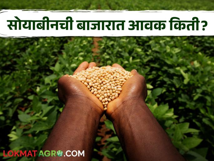 Soybean Bajar Bhav : Soybean arrival in the market 1,47,900 quintals; Read in detail what is the rate | Soybean Bajar Bhav : बाजारात सोयाबीनची आवक १,४७,९०० क्विंटल; काय मिळतोय दर ते वाचा सविस्तर