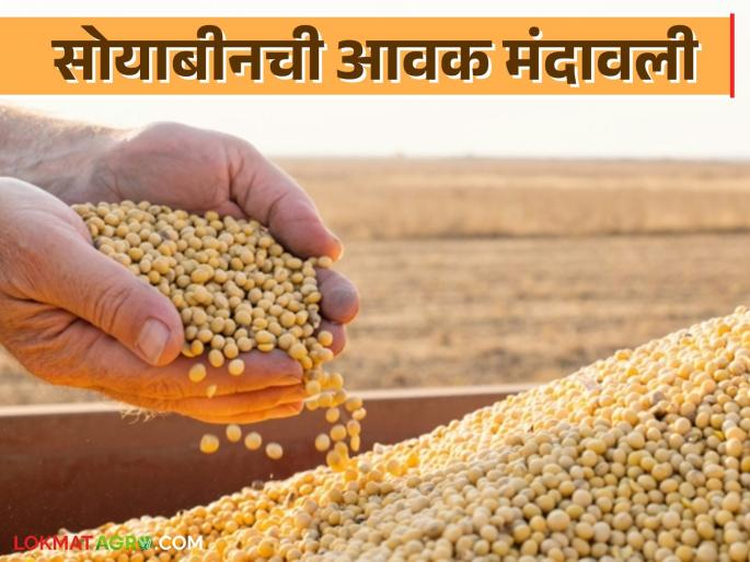 Soybean Bazar Bhav: latest news Soybean arrivals in the market have slowed down; Read the price in detail | Soybean Bajar Bhav : बाजारात सोयाबीनची आवक मंदावली; असा मिळाला दर ते वाचा सविस्तर