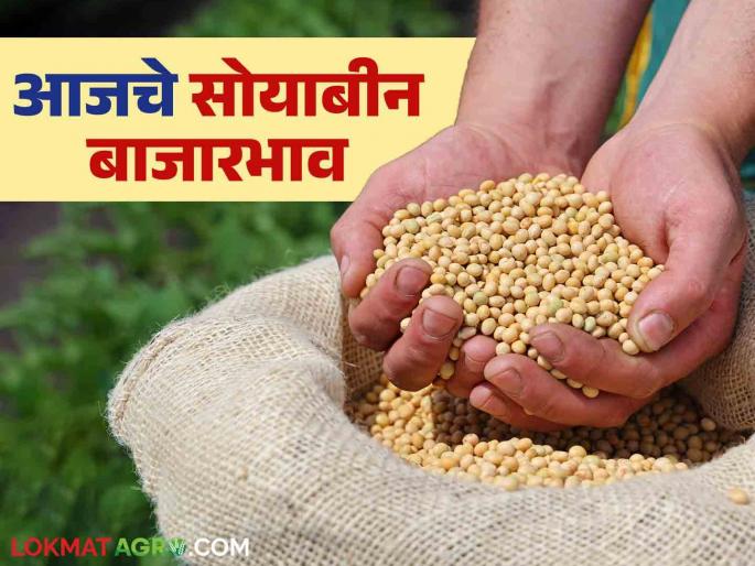 Soybean Bazaar Bhav: How much soybeans arrived in Amravati market; Read in detail how the price was obtained | Soybean Bajar Bhav : अमरावती बाजारात सोयाबीनची आवक किती; कसा मिळाला दर ते वाचा सविस्तर Soybean Bazaar Bhav: How much soybeans arrived in Amravati market; Read in detail how the price was obtained | Soybean Bajar Bhav : अमरावती बाजारात सोयाबीनची आवक किती; कसा मिळाला दर ते वाचा सविस्तर