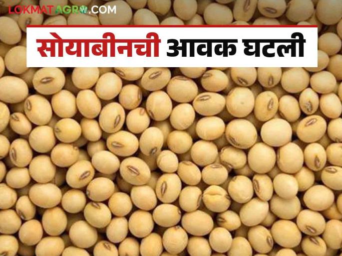 Soybean Bajar Bhav : | Soybean Bajar Bhav : लातूर बाजारात सोयाबीनची आवक मंदावली; कसा मिळतोय दर ते वाचा सविस्तर