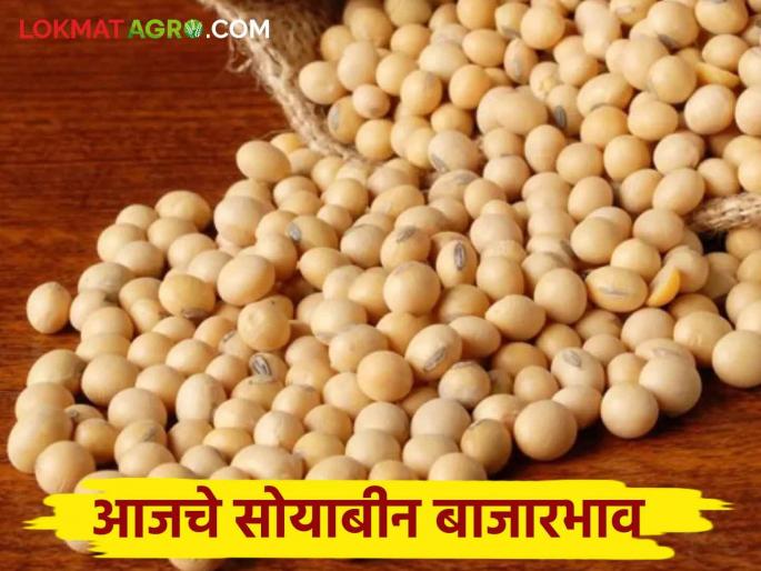 Soyben Bajar Bhav : Highest arrival of soybeans in Latur market; Read the price in detail | Soyben Bajar Bhav : सोयाबीनची सर्वाधिक आवक लातुरच्या बाजारात; काय भाव मिळाला वाचा सविस्तर
