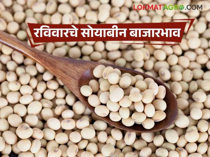 latest news Soybean Bajar Bhav : Arrivals in the soybean market decreased; Devani got a high mark. Read in detail | Soybean Bajar Bhav : सोयाबीन बाजारात आवक घटली; देवणीत मिळाला उच्चांक वाचा सविस्तर latest news Soybean Bajar Bhav : Arrivals in the soybean market decreased; Devani got a high mark. Read in detail | Soybean Bajar Bhav : सोयाबीन बाजारात आवक घटली; देवणीत मिळाला उच्चांक वाचा सविस्तर