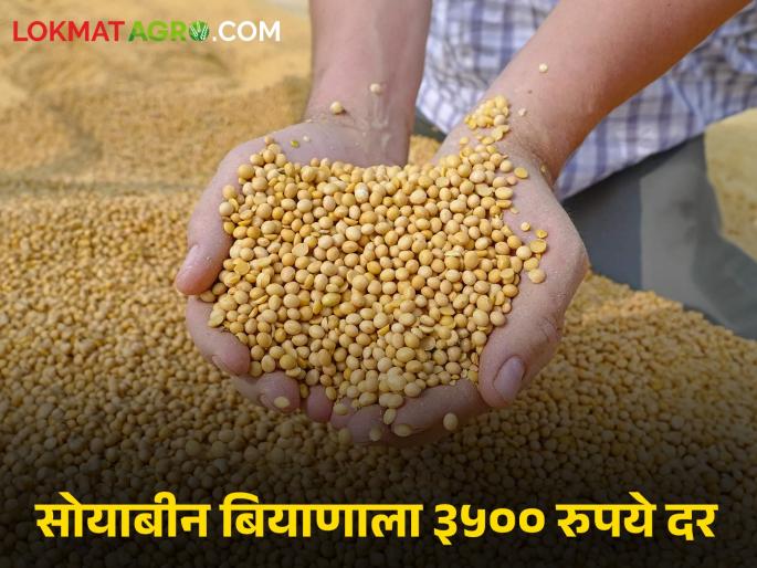 Soybean Market Last year's soybeans are still in farmers' houses in anticipation of price increase | Soybean Market भाववाढीच्या अपेक्षेने मागील वर्षीचे सोयाबीन अजून शेतकऱ्यांच्या घरातच Soybean Market Last year's soybeans are still in farmers' houses in anticipation of price increase | Soybean Market भाववाढीच्या अपेक्षेने मागील वर्षीचे सोयाबीन अजून शेतकऱ्यांच्या घरातच
