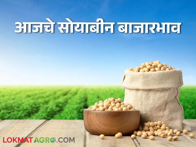Latest News Todays Soyabean bajarbhav in nagpur, lasalgaon and latur market yard check here | Soyabean Bajarbhav : पिवळ्या आणि पांढऱ्या सोयाबीनला काय भाव मिळाला? वाचा आजचे बाजारभाव