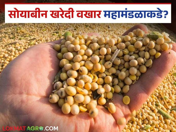 MP pattern to be launched in the state for purchasing soybeans at minimum support price; Know the details | हमीभावाने सोयाबीन खरेदीसाठी राज्यात सुरु होणार एमपी पॅटर्न; जाणून घ्या सविस्तर MP pattern to be launched in the state for purchasing soybeans at minimum support price; Know the details | हमीभावाने सोयाबीन खरेदीसाठी राज्यात सुरु होणार एमपी पॅटर्न; जाणून घ्या सविस्तर