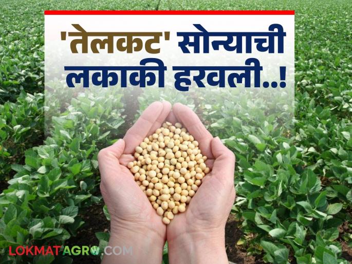 Soybean Market: Is there a golden story of soybeans?...... Read in detail | Soybean Market : सोयाबीनची सुवर्ण कहानी आहे तरी काय?...... वाचा सविस्तर Soybean Market: Is there a golden story of soybeans?...... Read in detail | Soybean Market : सोयाबीनची सुवर्ण कहानी आहे तरी काय?...... वाचा सविस्तर