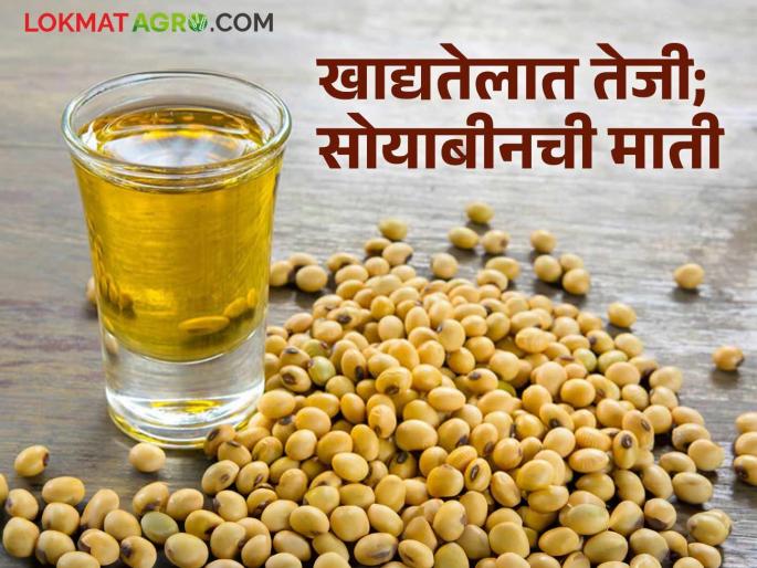 Edible oil prices increase, but soybean prices are in a slump; Producer farmers are suffering | खाद्यतेलाचे दर वधारले सोयाबीन मात्र मंदीत; उत्पादक शेतकरी त्रस्त Edible oil prices increase, but soybean prices are in a slump; Producer farmers are suffering | खाद्यतेलाचे दर वधारले सोयाबीन मात्र मंदीत; उत्पादक शेतकरी त्रस्त