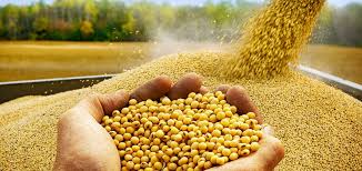 Soybean prices dropped by four hundred rupees! | इराण-इराकमधून मागणी बंद; सोयाबीनचे भाव चारशे रुपयांनी घसरले! Soybean prices dropped by four hundred rupees! | इराण-इराकमधून मागणी बंद; सोयाबीनचे भाव चारशे रुपयांनी घसरले!