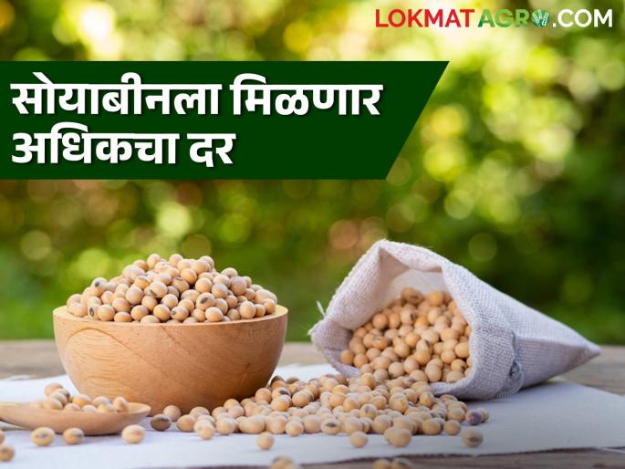 Soybean Hamibhav: This year's guaranteed price for soybeans increased by Rs. Read the detailed rate given by the government | Soybean Hamibhav : सोयाबीनसाठी यंदाचा हमीभाव इतक्या रुपयांनी अधिक; शासनाने काय दिला दर ते वाचा सविस्तर Soybean Hamibhav: This year's guaranteed price for soybeans increased by Rs. Read the detailed rate given by the government | Soybean Hamibhav : सोयाबीनसाठी यंदाचा हमीभाव इतक्या रुपयांनी अधिक; शासनाने काय दिला दर ते वाचा सविस्तर