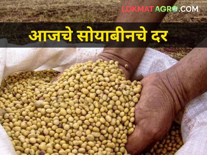 maharashtra agriculture farmer producer soybean market yard rates | जाणून घ्या सोयाबीनचे आजचे दर maharashtra agriculture farmer producer soybean market yard rates | जाणून घ्या सोयाबीनचे आजचे दर