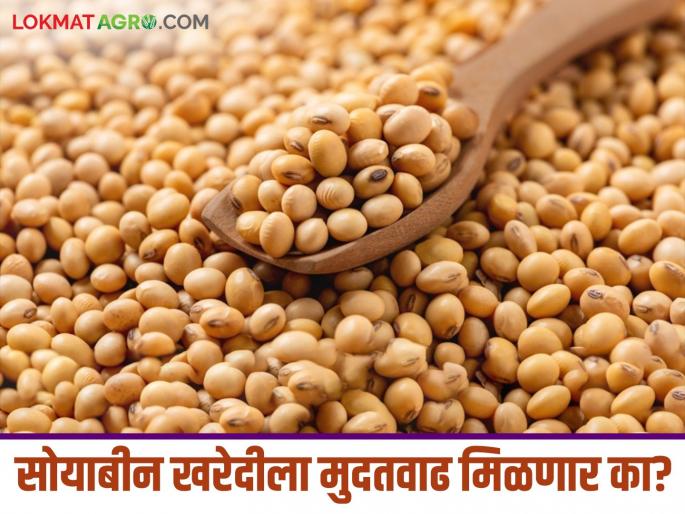 Soybean procurement: Proposal to extend deadline for soybean procurement: Marketing Minister Rawal | Soybean procurement : सोयाबीन खरेदीसाठी मुदतवाढीचा प्रस्ताव : पणन मंत्री रावल