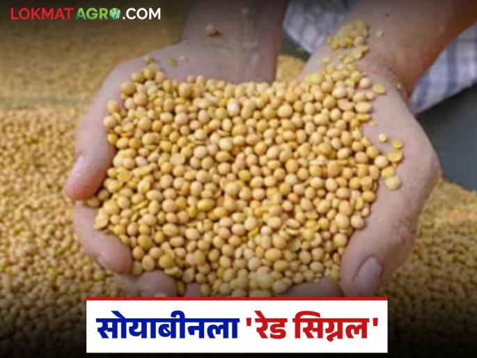 latest news Soybean Kharedi: 'Red signal' for soybeans! Humidity increased, color change makes purchasing difficult Read in detail | Soybean Kharedi : सोयाबीनला 'रेड सिग्नल'! आर्द्रता वाढली, रंगबदलाने खरेदी अडचणीत वाचा सविस्तर
