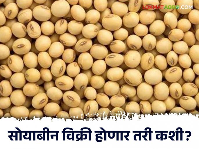 NAFED centers: Deadline for NAFED centers today: Will farmers be deprived of soybean sales? | NAFED centers : नाफेड केंद्रांची आज डेडलाइन: शेतकरी सोयाबीन विक्रीपासून राहणार का वंचित?