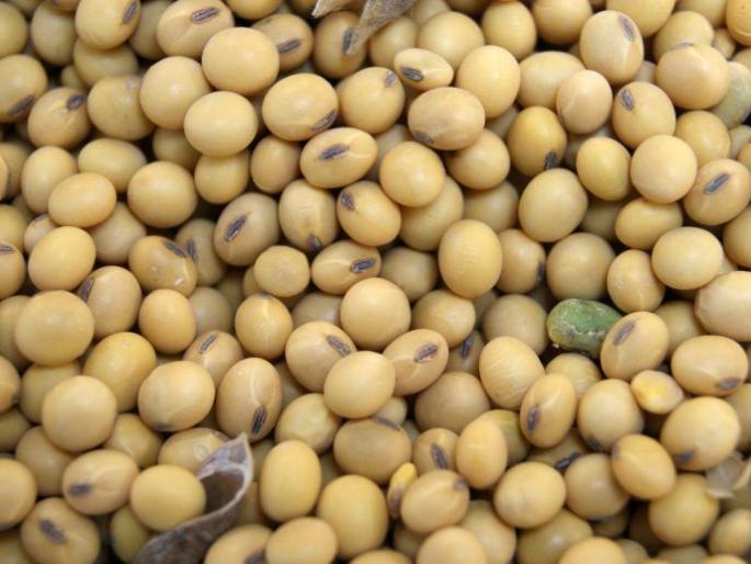 Complaints on 9,000 bogus soybeans, only two crimes! | बोगस सोयाबीनच्या नऊ हजारांवर तक्रारी, गुन्हे मात्र दोनच !